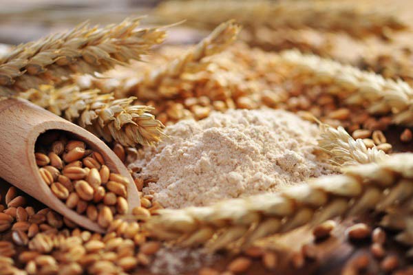 پودر جوانه گندم را چگونه بخوریم؟ | ویت بار - Vitbar
